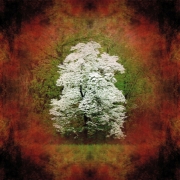 Dogwood2