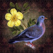 Dove and Rose